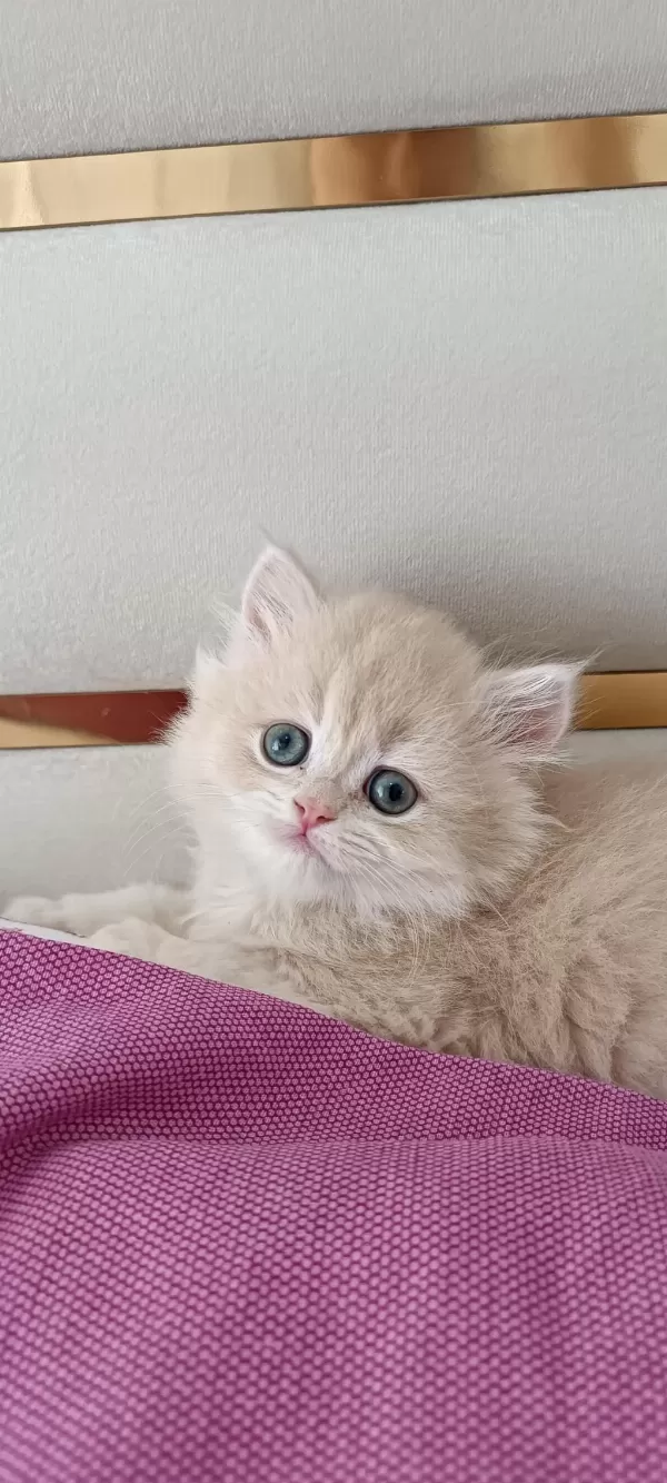 Çikolata Golden Safkan British Longhair