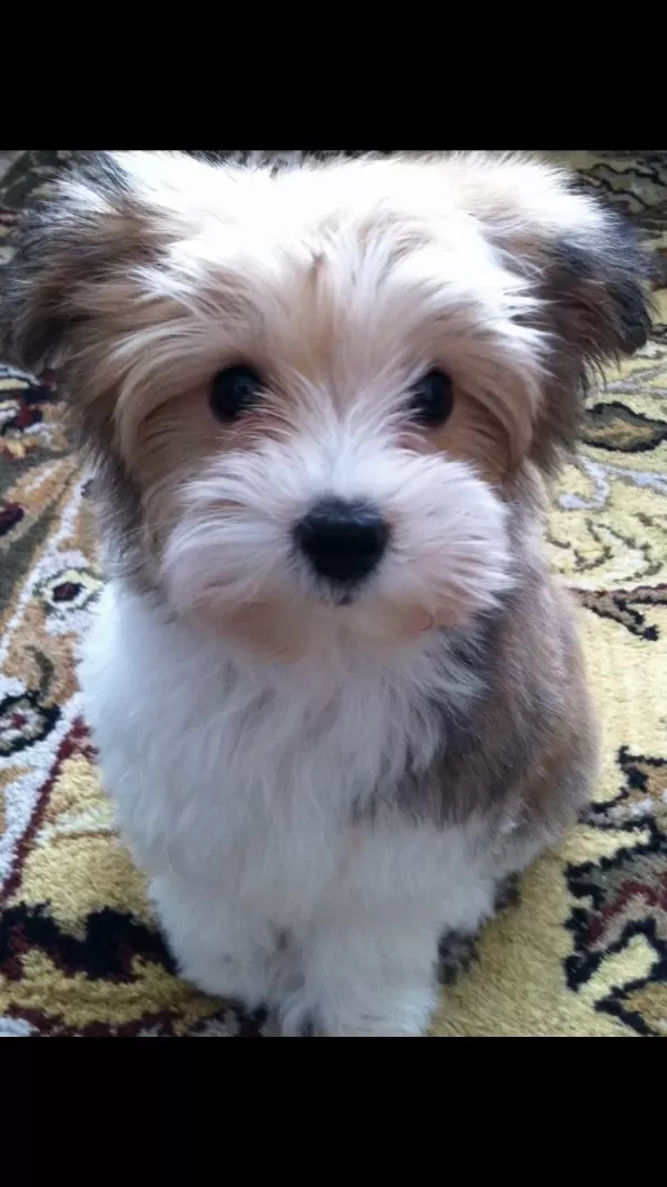 Morkie Adrese Teslim, Kapıda Ödeme Yapabilirsiniz