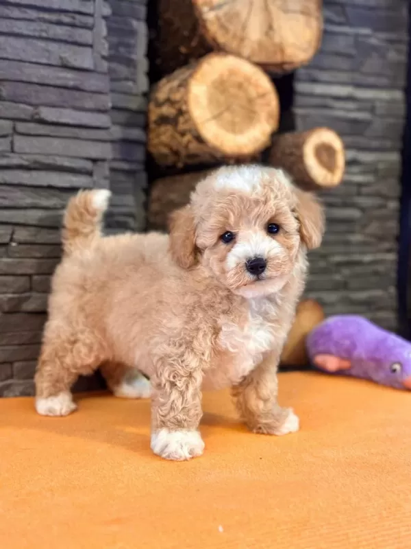 Zekasıyla Büyüleyen Hipoalerjenik 3 Aylık Maltipoo