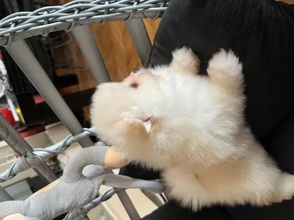 Sağlıklı Pomeranian Ayicik