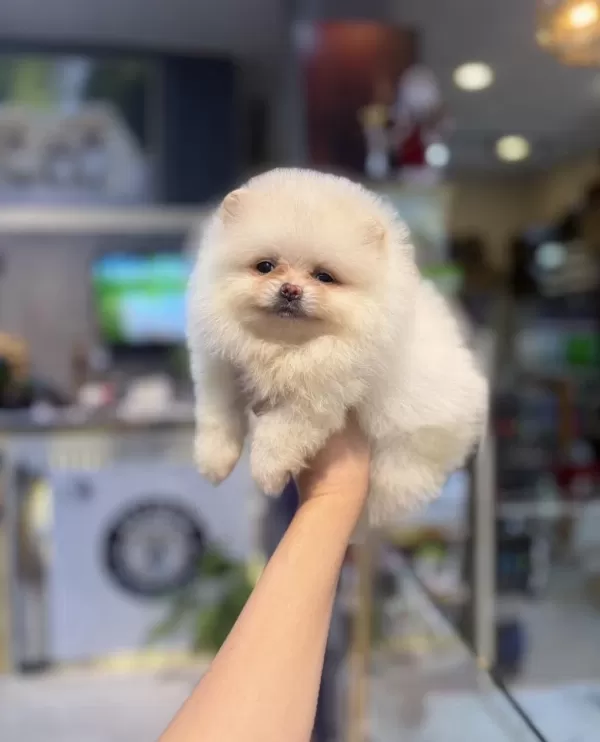 Pomeranian Dişi Yavrumuz