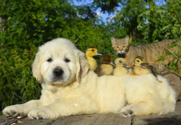 Golden Retriever Adrese Teslim Kapıda Ödeme Yapabilirsiniz