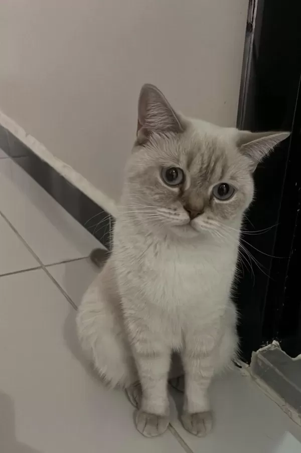 British Shorthair Yuva Arıyor