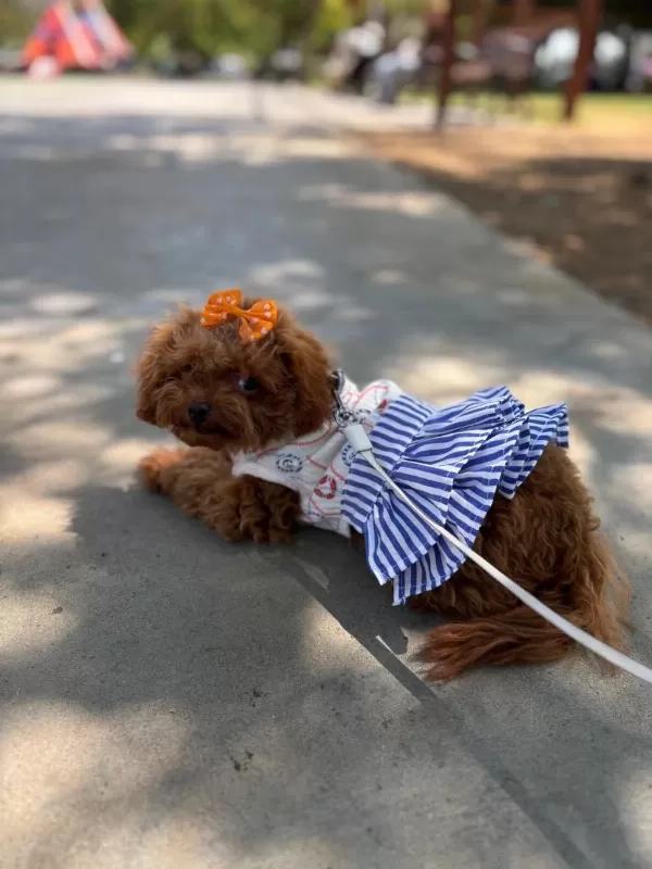 Teacup Cinsi Poodle 8 Aylik