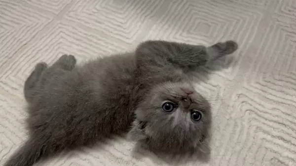 32 Günlük Yavru Scottish Fold