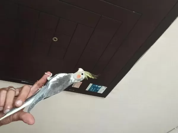 6 Aylık Erkek Sultan Papağanı