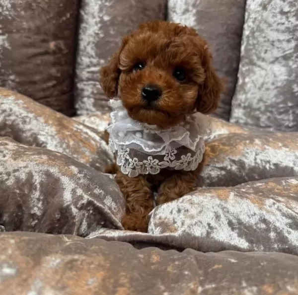 Toy Poodle İrk Garantili Köpekler
