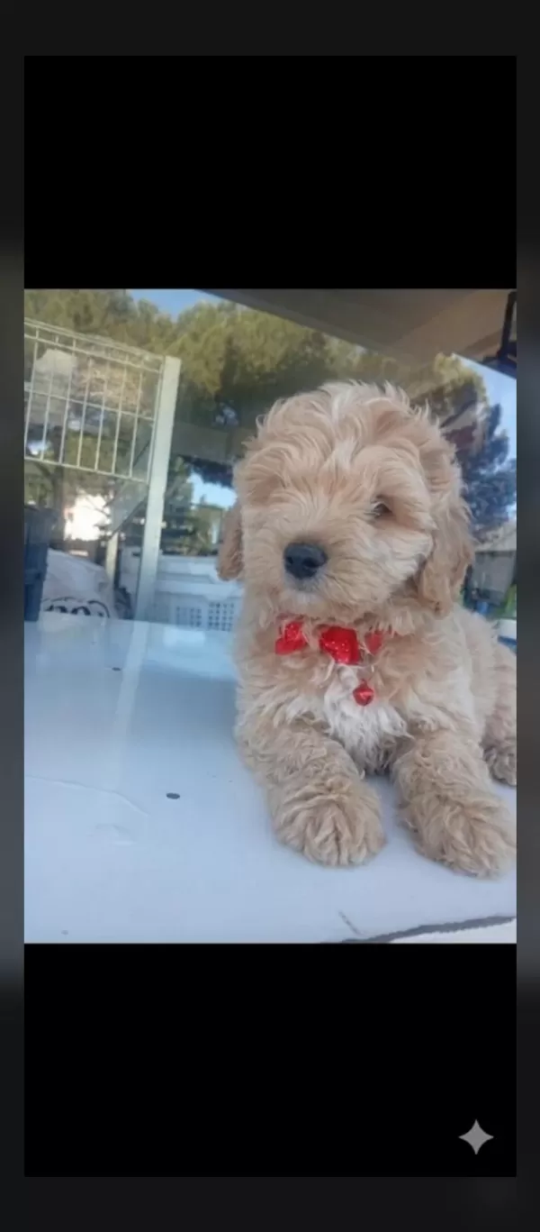 Erkek Tuvalet Eğitimli Maltipoo Apartmanda Bakıma Uygun