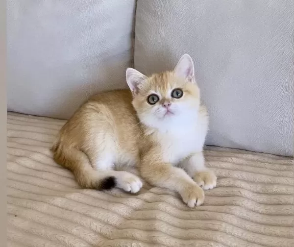 Safkan British Shorthair Golden Dişi Yavru