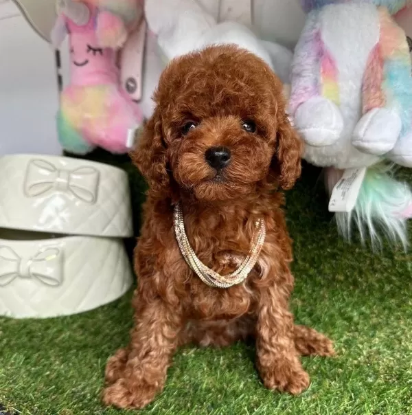 Sevimli Toy Poodle Yavrular