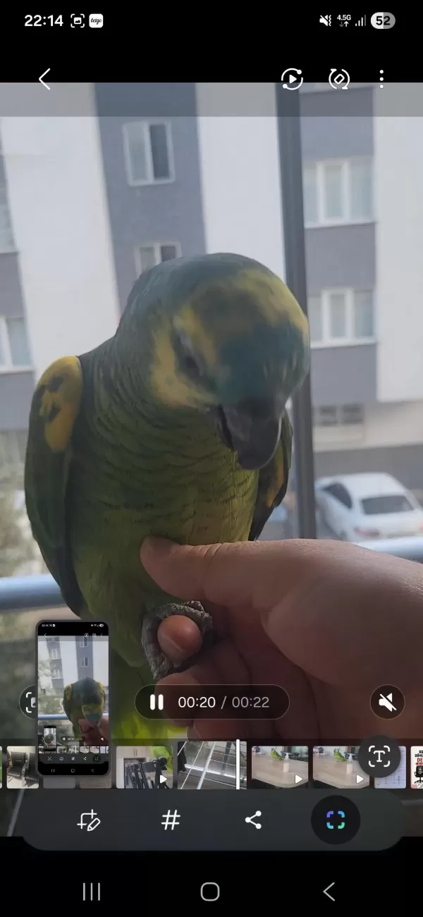 Evcil Ele Gelir Biraz Ürkek 15 Aylik Blue Amazon