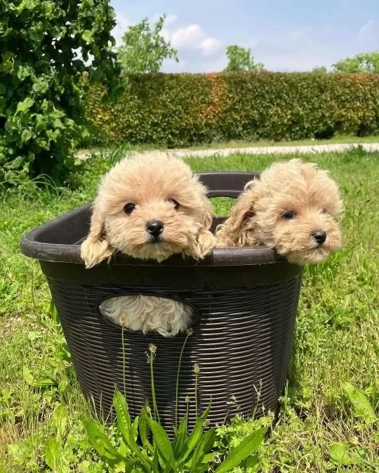 İrk Garantili Maltipoo Yavrulari