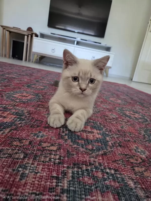 3 Aylık Oyun Seven Tatlı British Shorthair