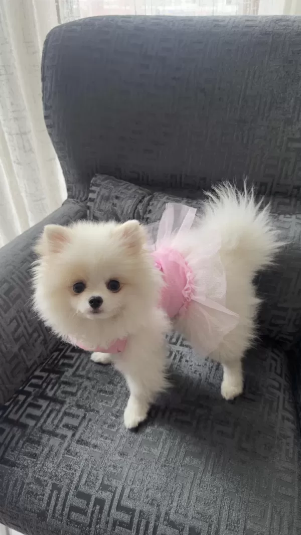 Pomeranian Boo Köpeği
