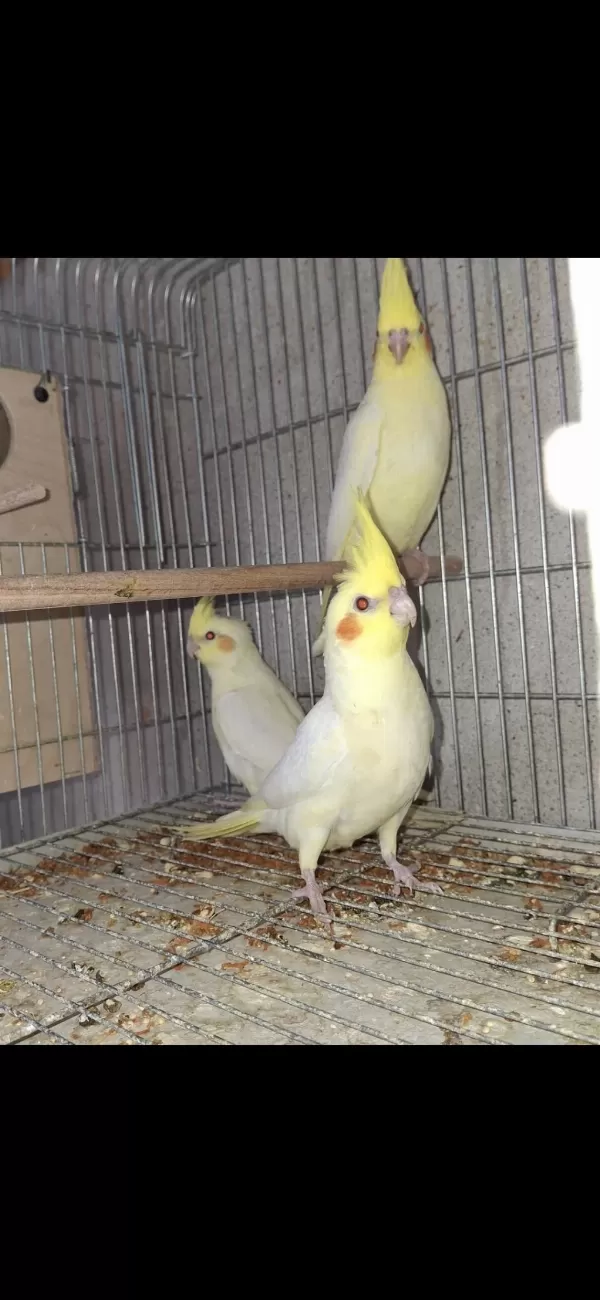 Lutino Ve Albino Sultan Papağanı Yavrular
