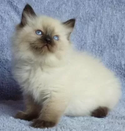 British Shorthair Yavrular Evinizin Neşesi Olacaktır
