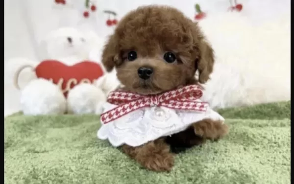 Sağlıklı Toy Poodle Sağlikli