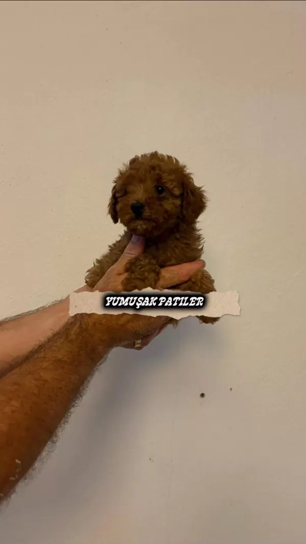 Sevimli İrk Toy Poodle
