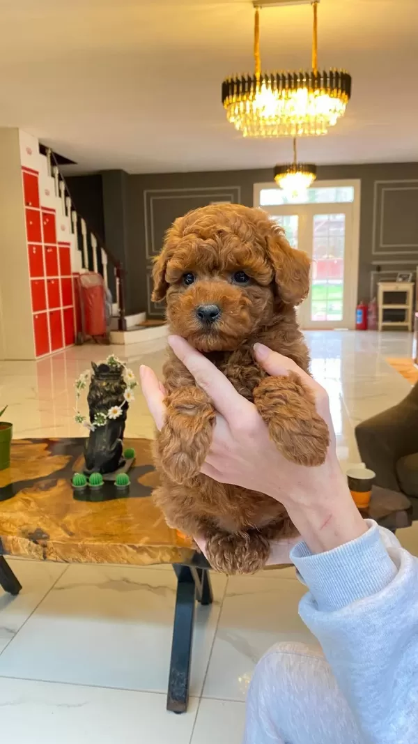 Eğitilebilir Toy Poodle Yavruları İle Evinize Neşe Katın