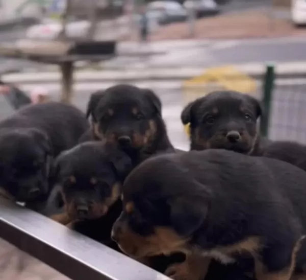 Harika Rottweiler Safkan