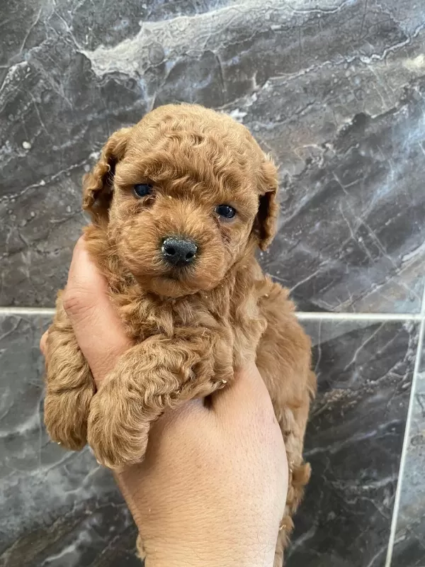 Orjinal Minyatür Toy Poodle Yavrular