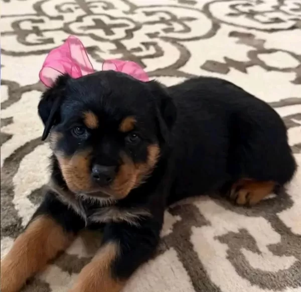 Ev Ve Bahçeniz İçin Rottweiler Kapıda Ödeme Mevcuttur