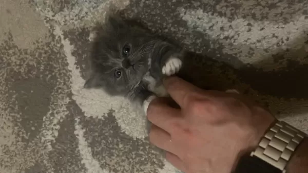 37 Günlük Kediler Mama Ve Tuvalet Eğitimleri Var