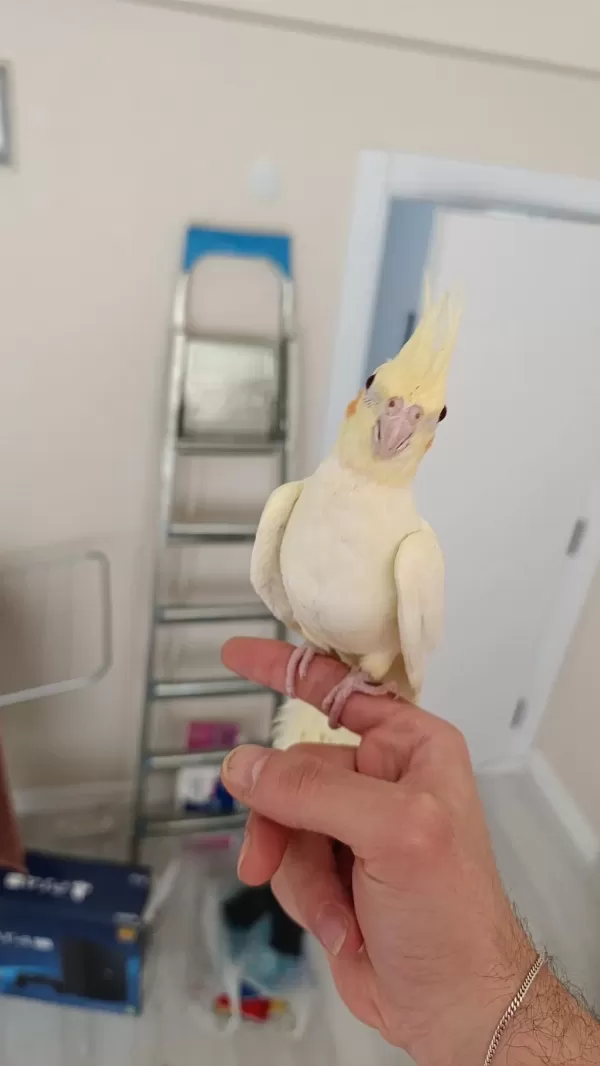 50 Günlük Ful Evcil Kırmızı Göz Jumbo Boy Lutino Sultan