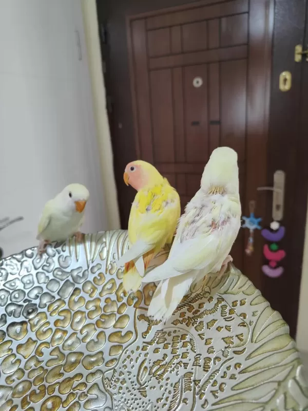 Kırmızı Göz Yavru Sevda Papağanları