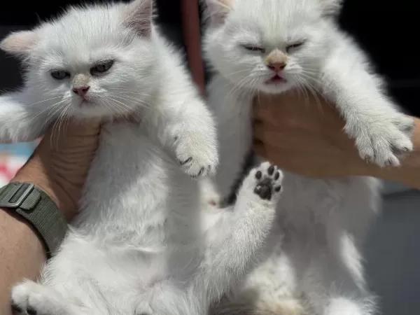 Ziyarete Açık Beyaz Mavi Gözlü British Shorthair