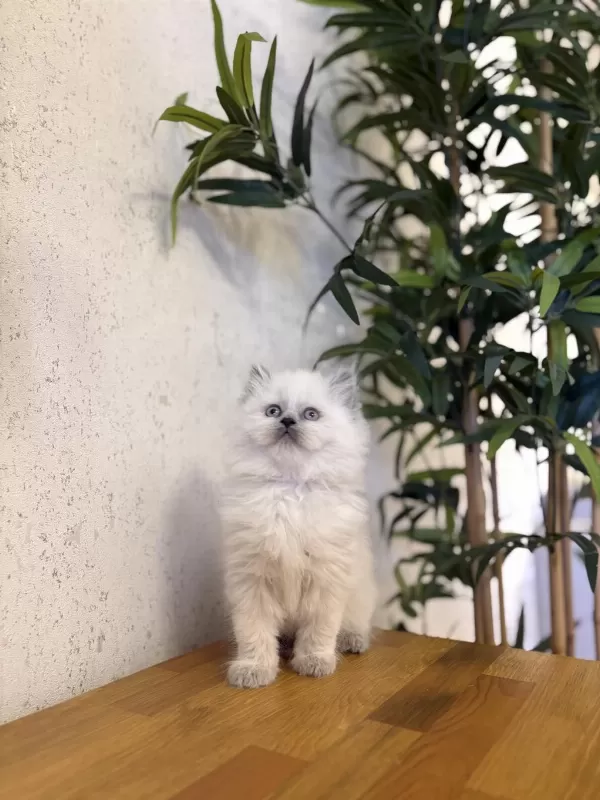 Dişi British Longhair Blue Point Yavrularim
