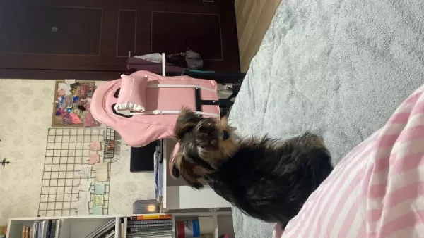 Yorkshire Terrier Milamız
