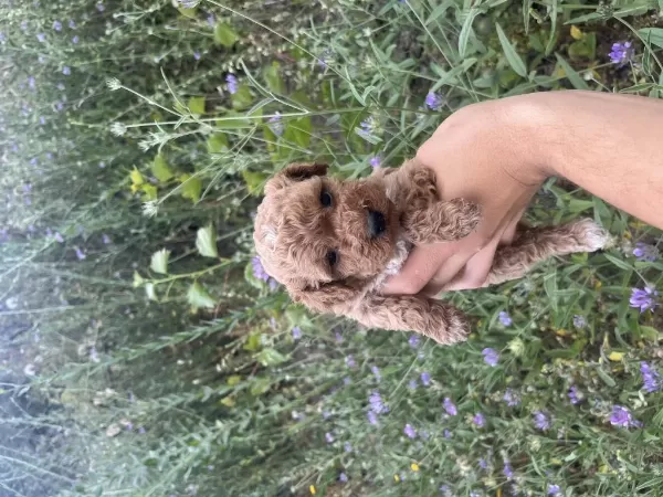 Toy Poodle Yavrularımız İçin Ulaşın