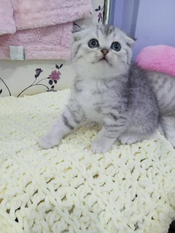 Safkan Dik Ve Düşük Kulak Yavru Kediler Catteryden