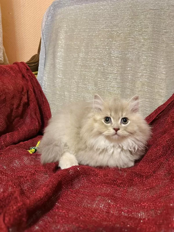 Sütten Kesilen Safkan British Longhair Bebekler