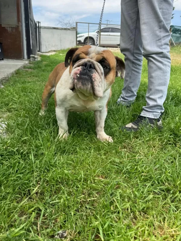 Erkek Yetişkin İngiliz Bulldog