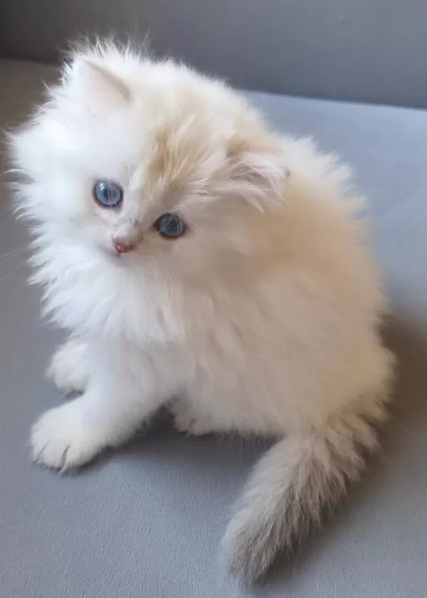 British Longhair Gökyüzünün En Güzel Tonu Bu Gözlerde