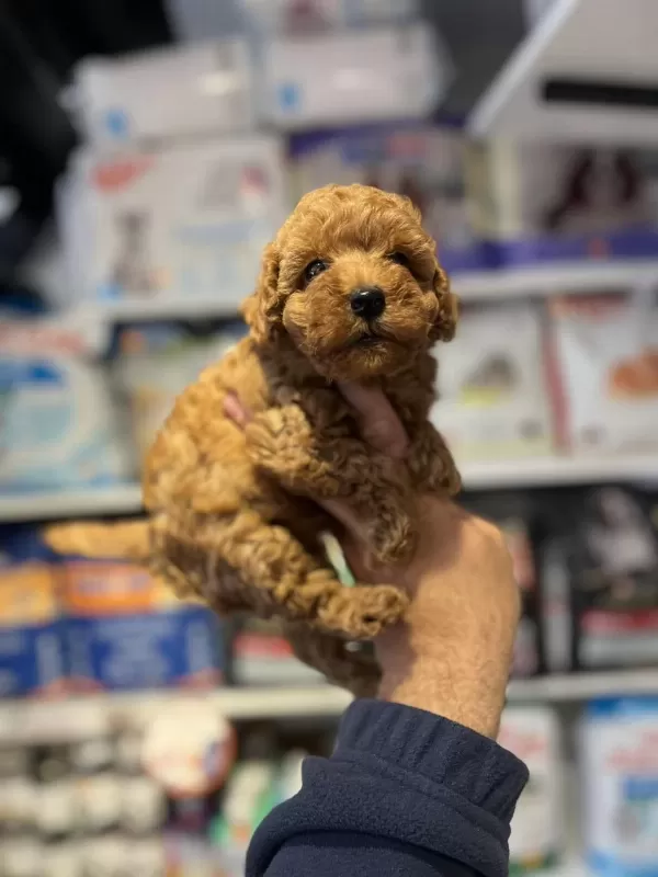 Safkan Mikrochipli Hipoalerjenik Red Toy Poodle