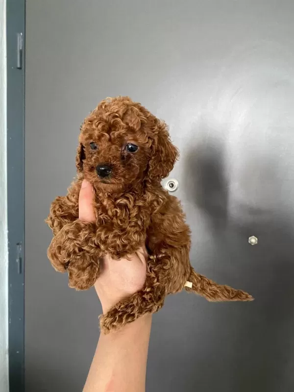 Red Brown Poodle Yavrularım