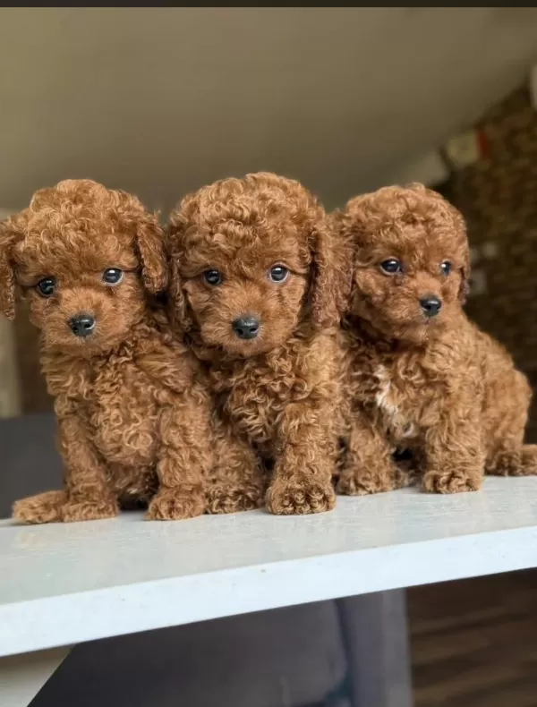 Orjinal Toy Poodle Yavruları