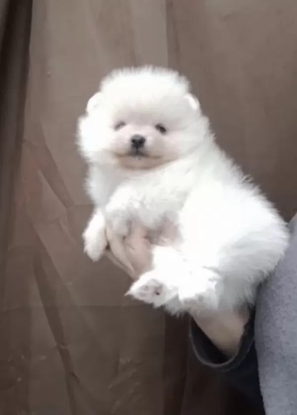 Pomeranian Boo Köpeğimiz
