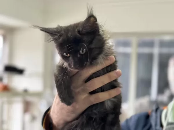 Ankarada Ziyarete Açık Maine Coon Yavrular