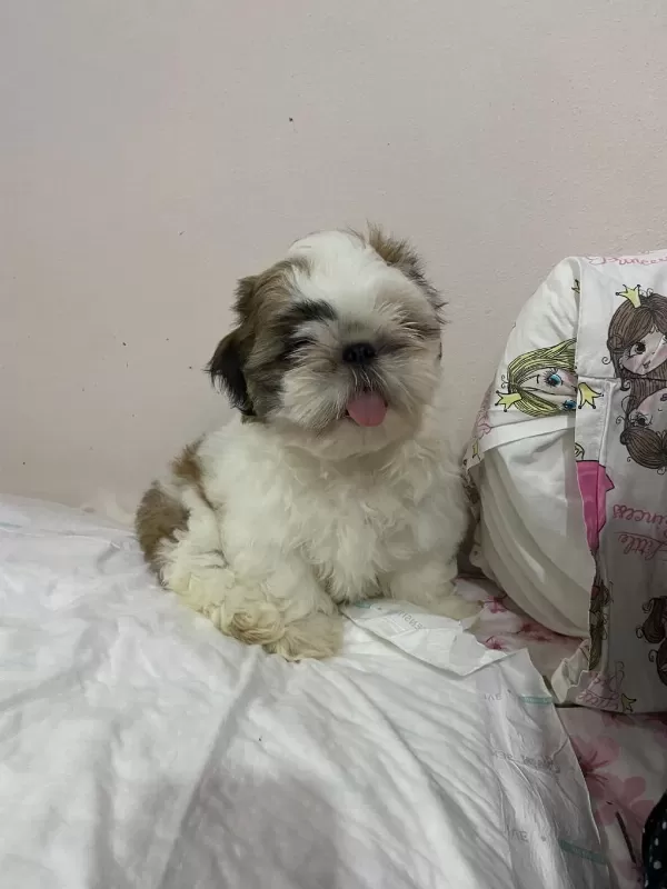 Shih Tzu Erkek Bebek