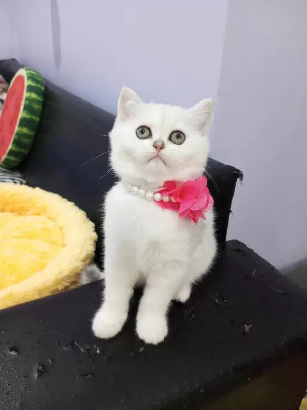 Safkan Silver Chinchilla Rengi Yavrular Catteryden