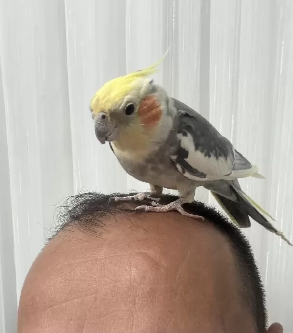 Erkek Evcil Sultan Papağanı
