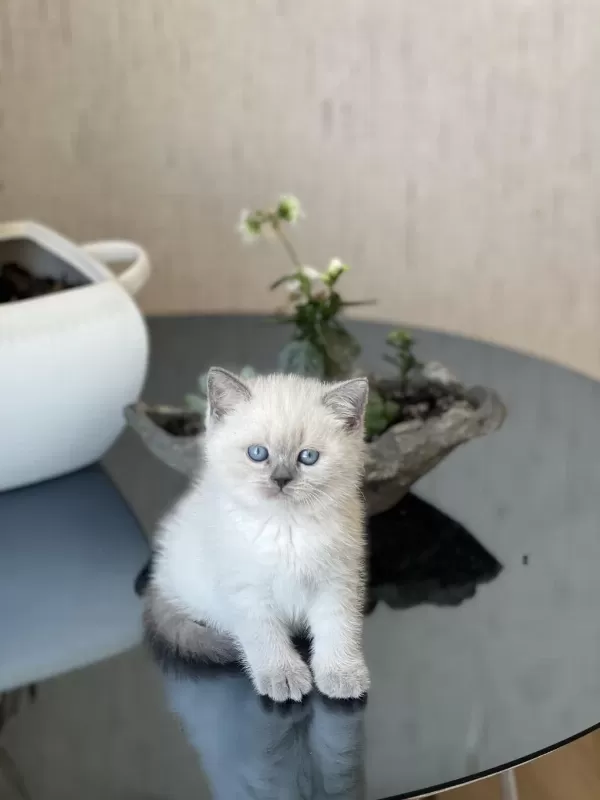 Blue Point Oyuncu British Shorthair Yavrum