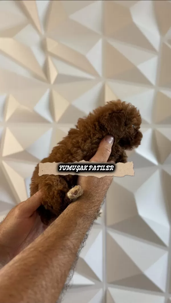 Kore Red Brown Poodle