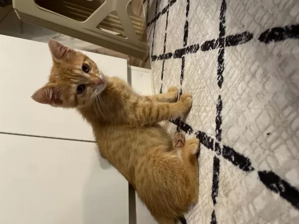 2 Aylık Yavru Kedimiz Ömürlük Yuvasını Arıyor
