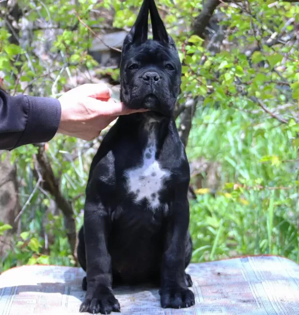 Fci-kif Şecereli Federasyon Kayitli Safkan Cane Corso