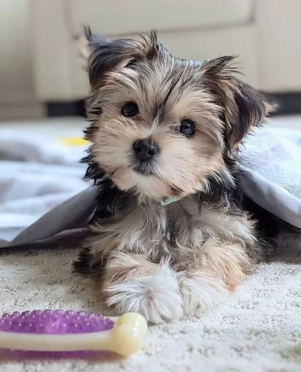 Morkie Yavrularımızı Canlı Görerek Alabilirsiniz